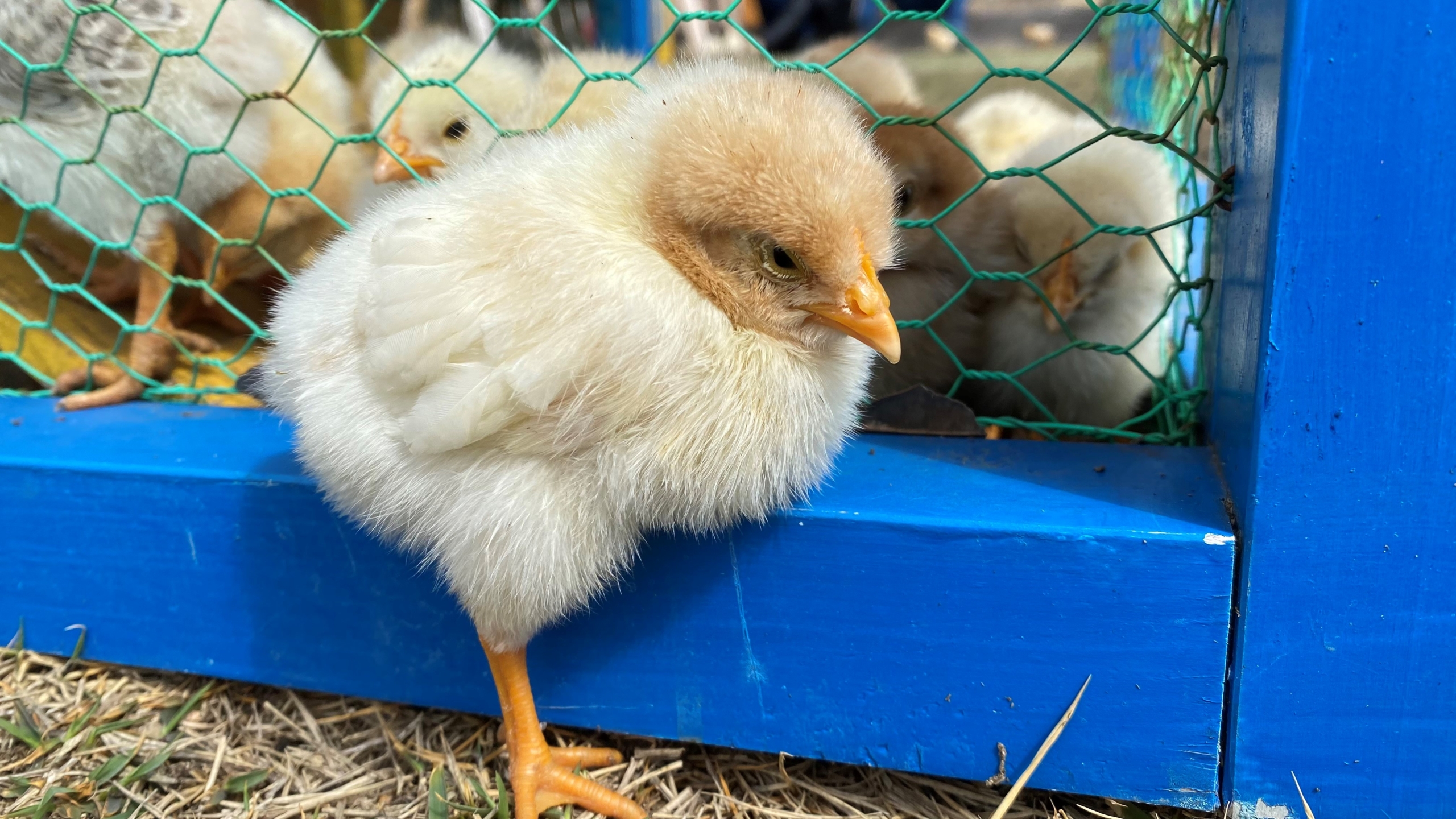 ひよこエサやり体験 シーパーク大浜